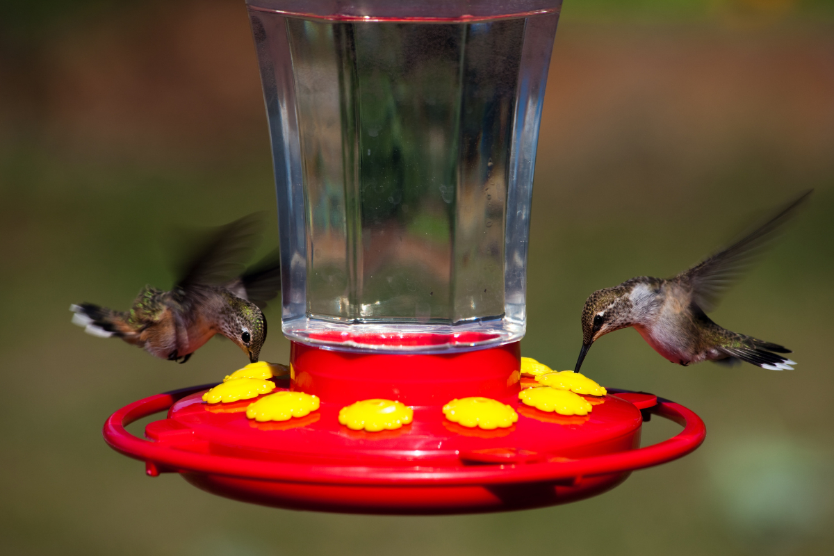 a couple of hummingbirds drinking from a hummingbird feeder