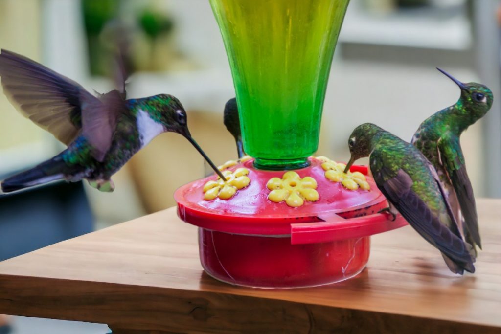 a group of hummingbirds drinking from a feeder