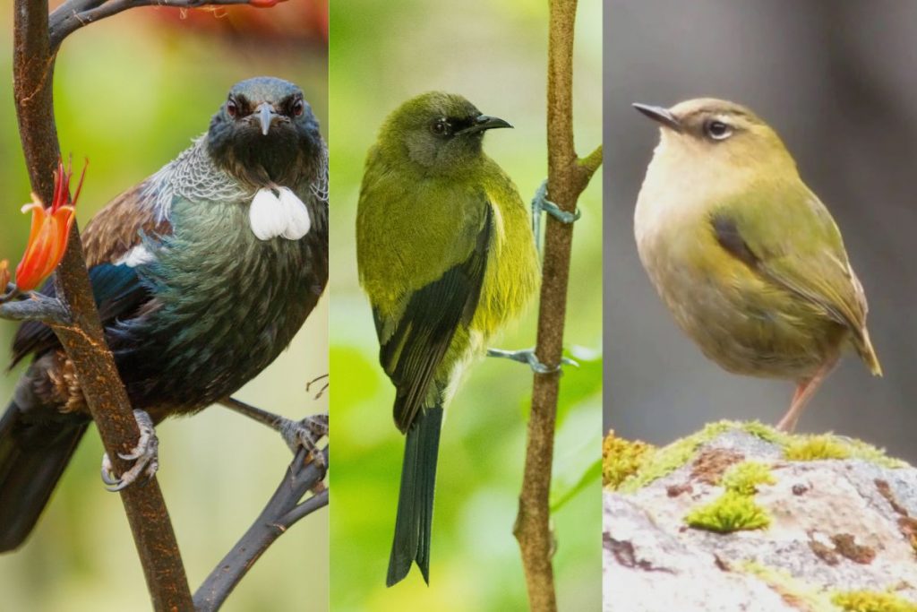 New Zealand's Nectar Lovers_ A Closer Look