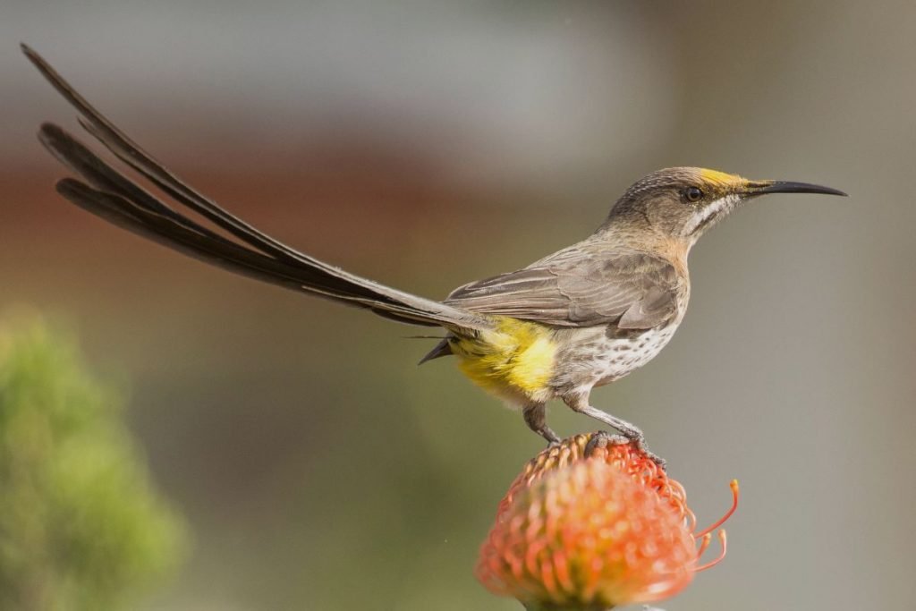 Sugarbirds_ The Graceful Fliers of South Africa's Fynbos