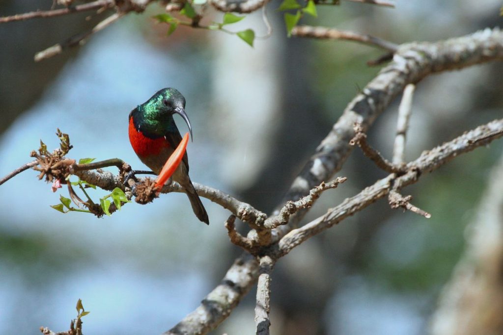 Sunbirds_ South Africa's Vibrant Nectar-feeders