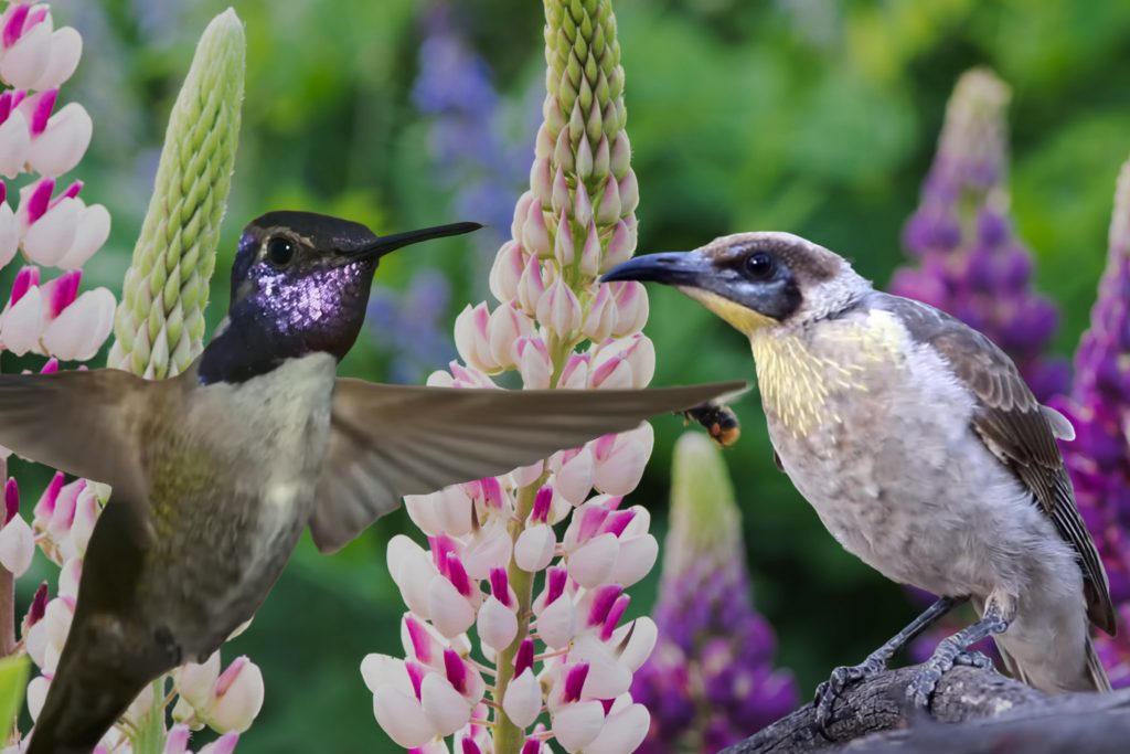 The Difference between Hummingbirds and Honeyeaters