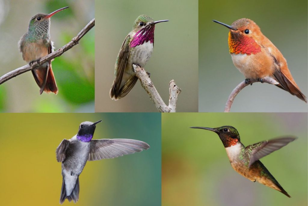 The Diverse Species of Hummingbirds in Florida