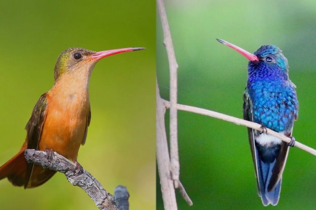 The Habitats of Mexican Hummingbirds_ Where to Find These Delightful Birds