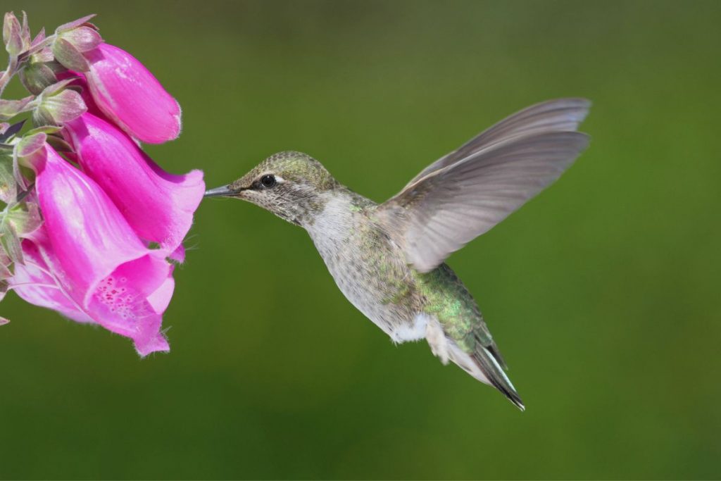 The Importance of Conservation_ Protecting Michigan_s Hummingbirds