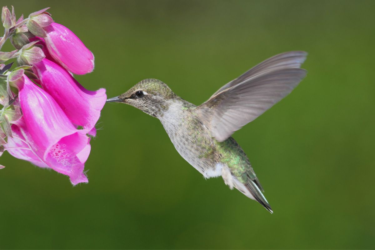 Are There Hummingbirds In Michigan?