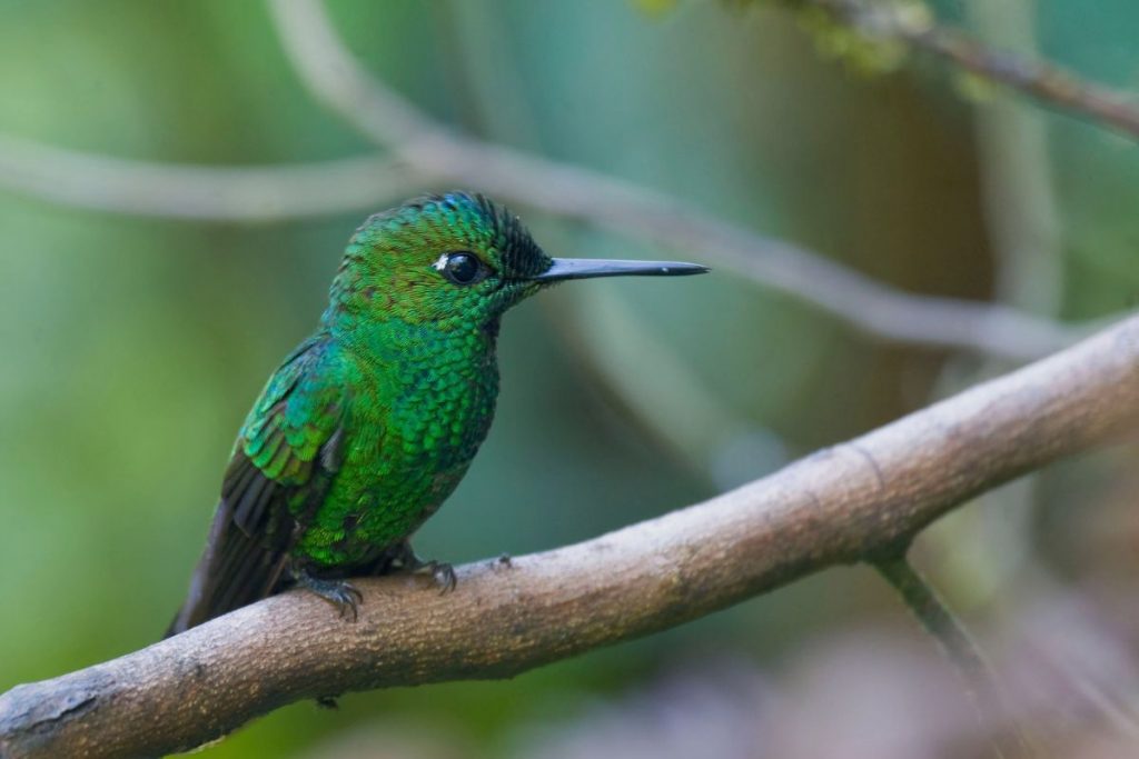 The Importance of Hummingbirds in Jamaica_s Ecosystem