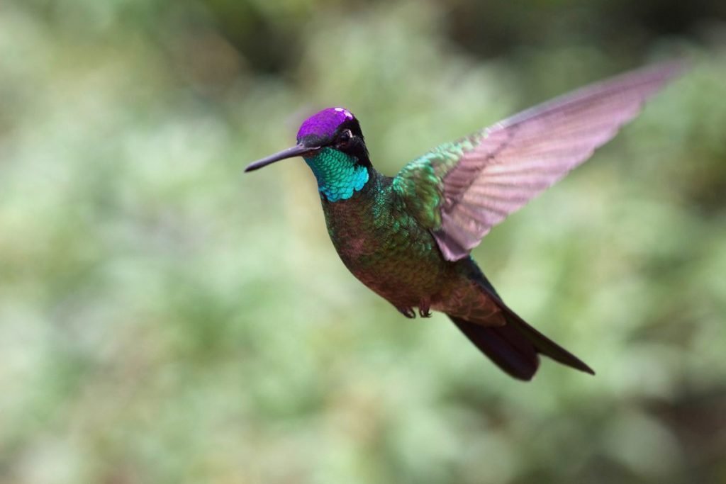 The Importance of Hummingbirds in the Caribbean Ecosystem