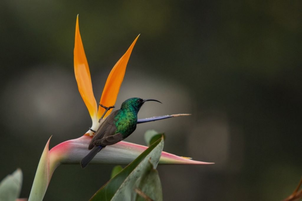 The Importance of Sunbirds in Thailand_s Ecosystem