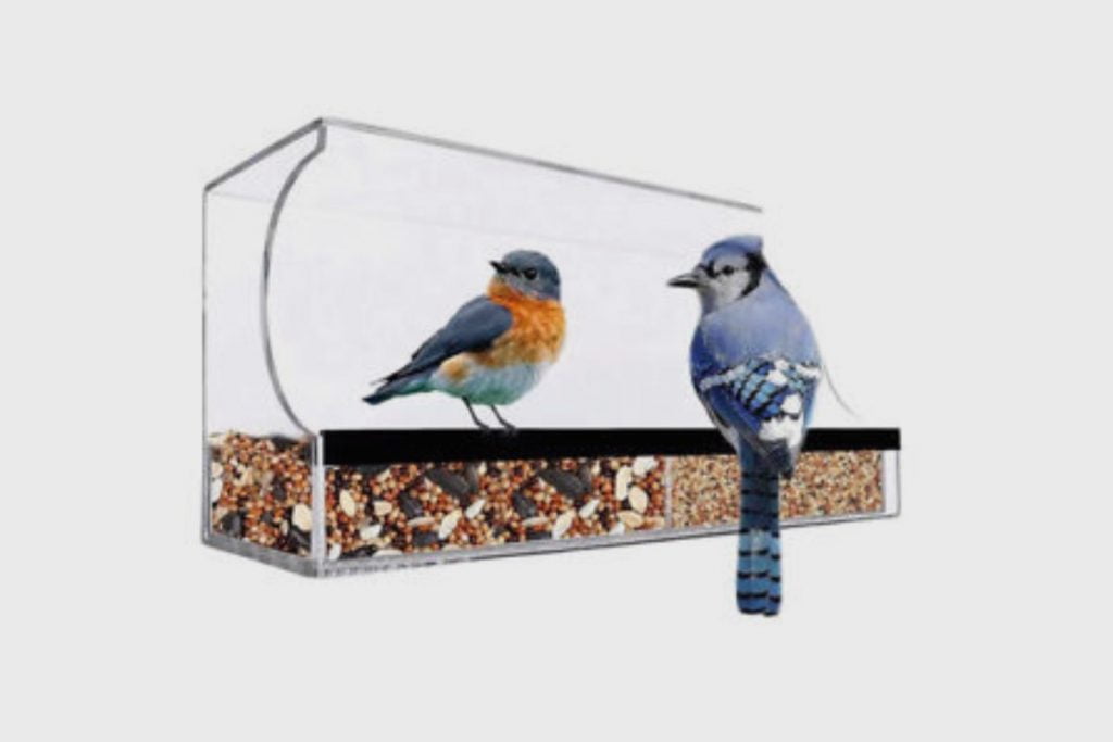 Tips for Choosing the Perfect Window Bird Feeder