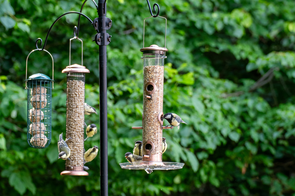 Wasp Nest in Bird Feeder - How to Safely Remove and Prevent These Unwanted Guests