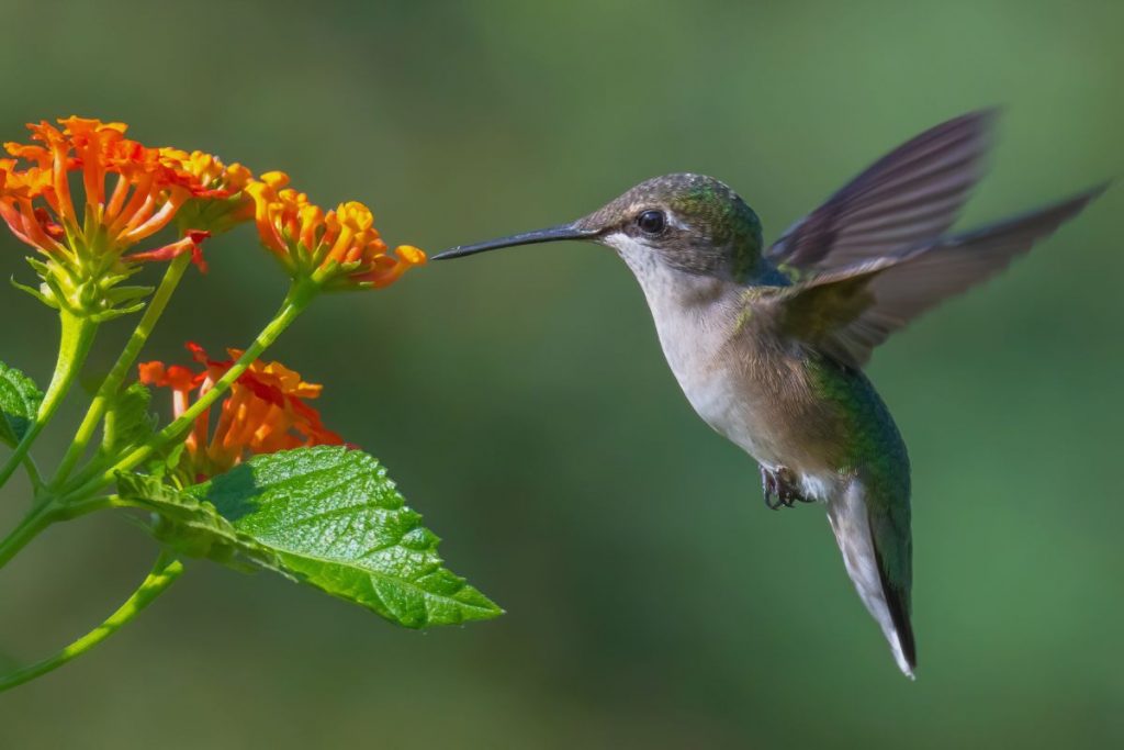 Where to Find Hummingbirds in Texas
