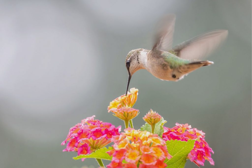 Where to Spot Hummingbirds in Massachusetts