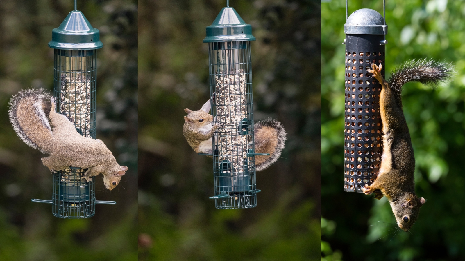 How to Squirrel-Proof a Bird Feeder_ Outsmarting Squirrels with Strategy