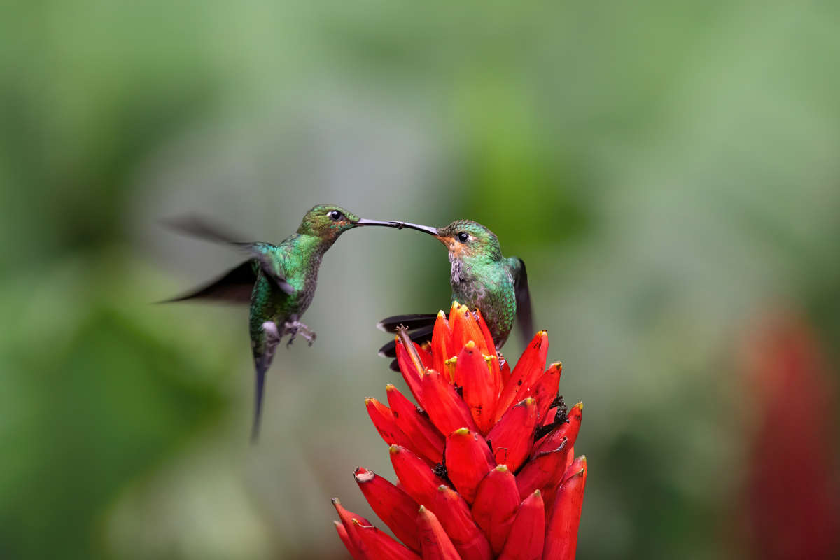 two hummingbirds on a flower fighting