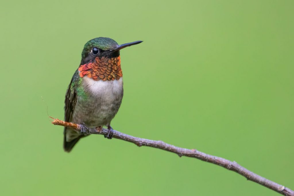 
A hummingbird perched on a twig against a smooth green background, with vibrant orange and green plumage, gazing attentively into the distance.