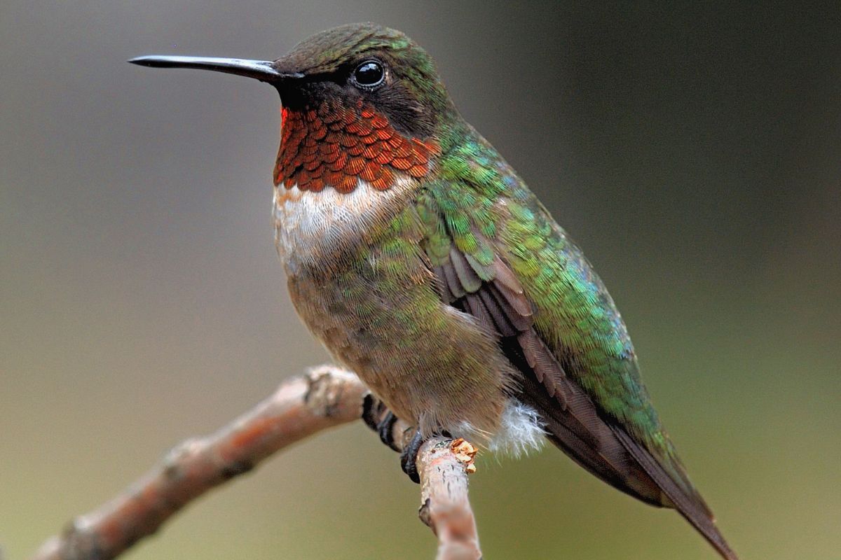 Why Do Hummingbirds Sometimes Just Sit on the Feeder - The Reasons Might Surprise You