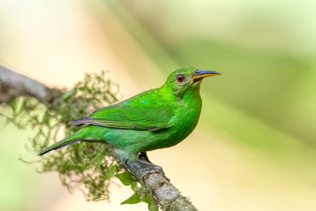 Are There Hummingbirds In Hawaii?