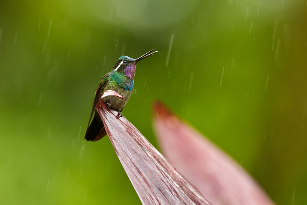 6 Fascinating Facts About Hummingbird Sizes