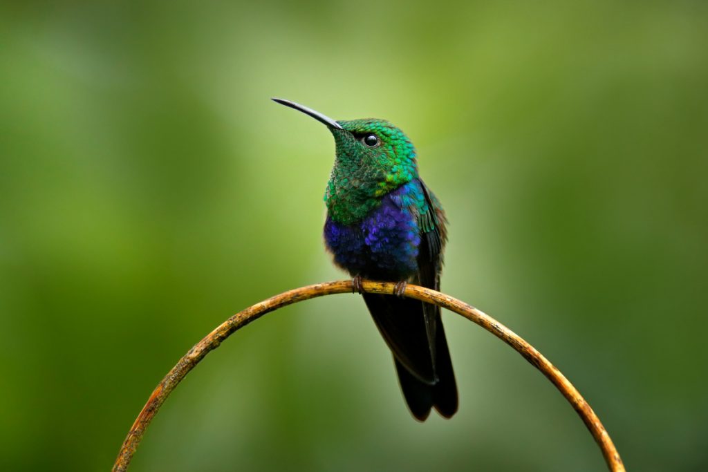Adaptation and Evolution of Hummingbirds