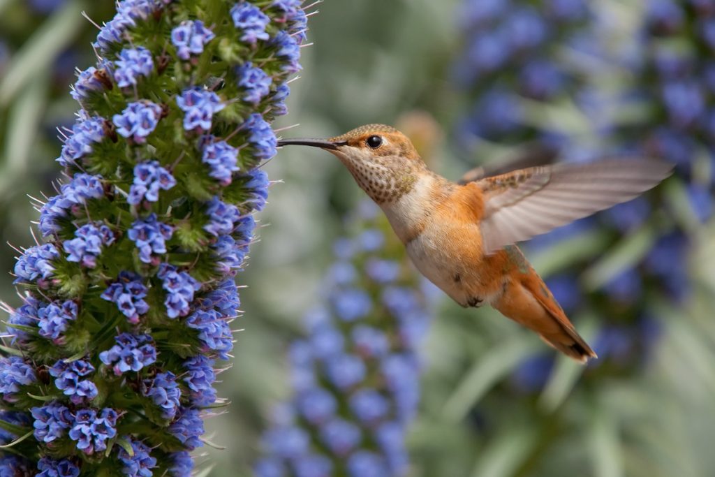 Allen's Hummingbird -