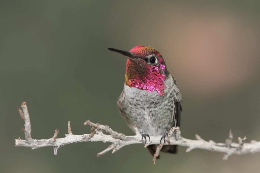 Annas Hummingbird-