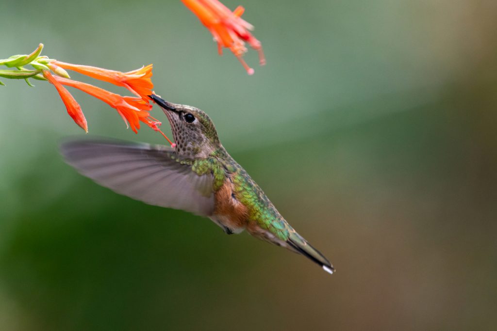 Broad-tailed Hummingbird -