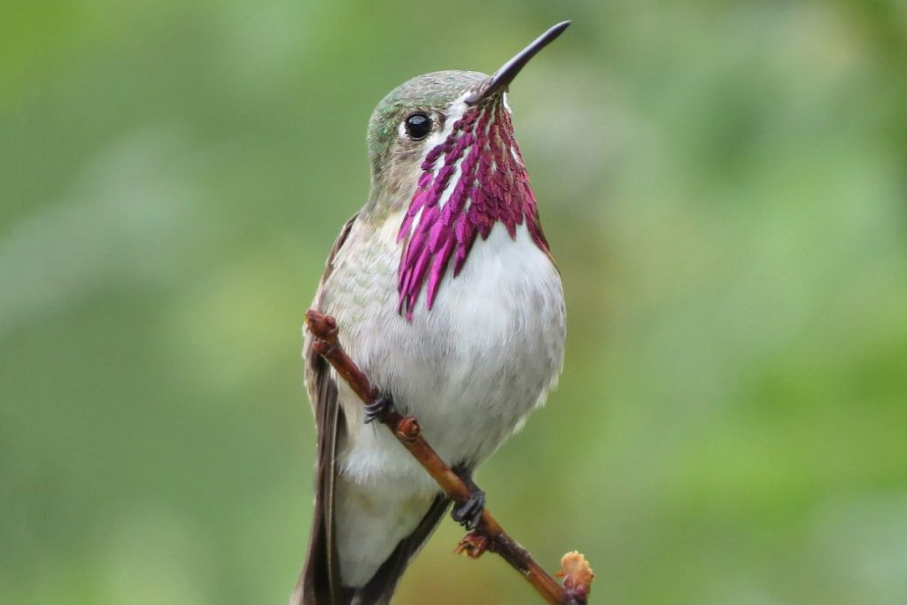 Calliope Hummingbird -