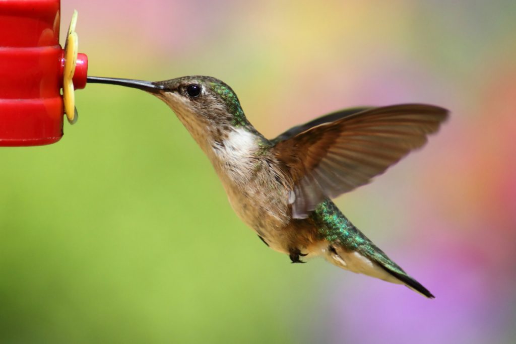 Can You Attract Hummingbirds With Feeders In Minnesota