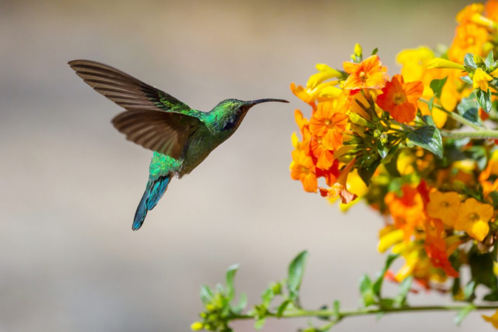 How Does a Hummingbird's Weight Compare to Other Objects