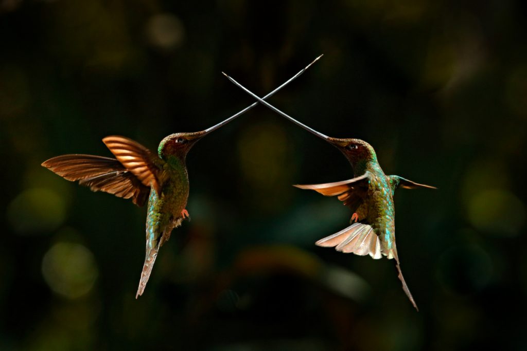 Hummingbird Beak lengths