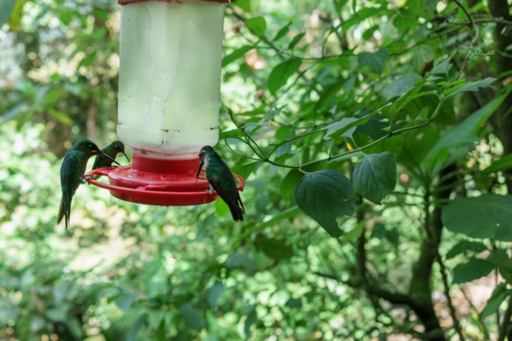 a group of hummingbirds on a feeder
