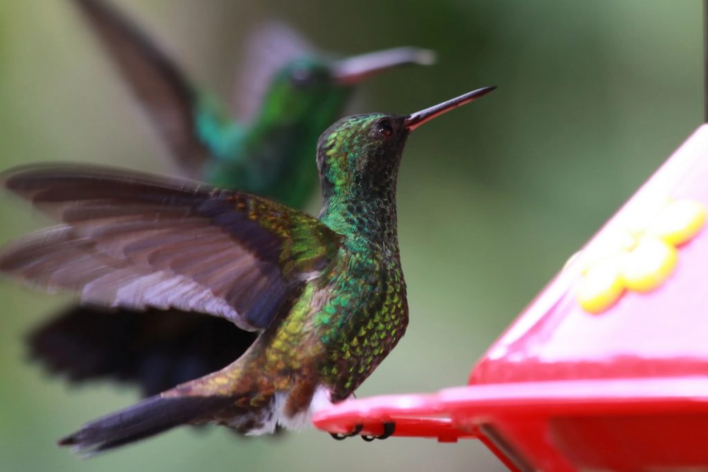 a hummingbird on a feeder