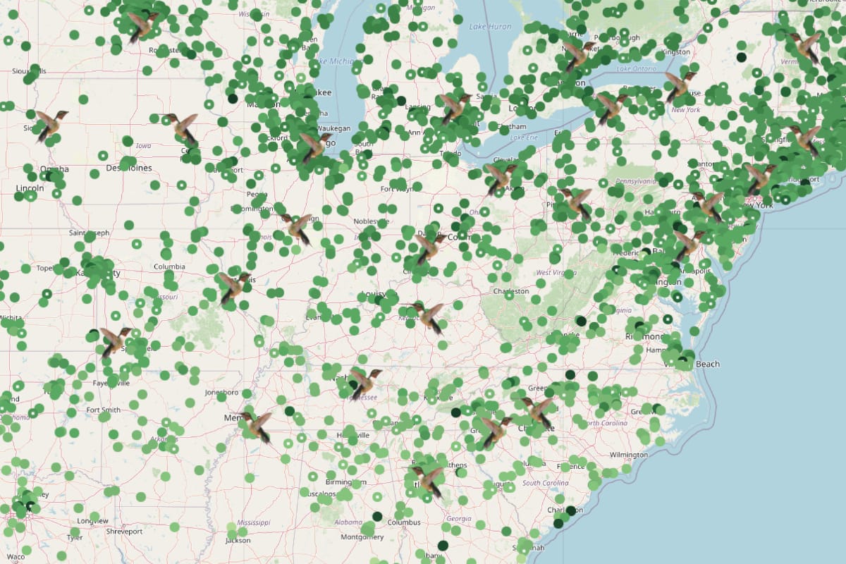 Ruby Throated Hummingbird Migration - Ruby Throated Hummingbirds Spring Migration Route And Timing