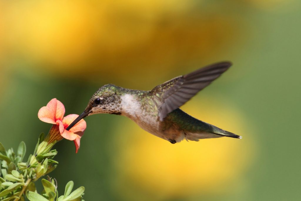 Ruby-throated hummingbird -