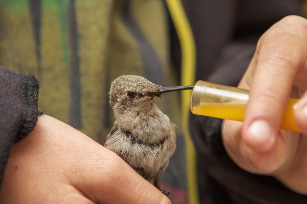 a hummingbird being fed by a person