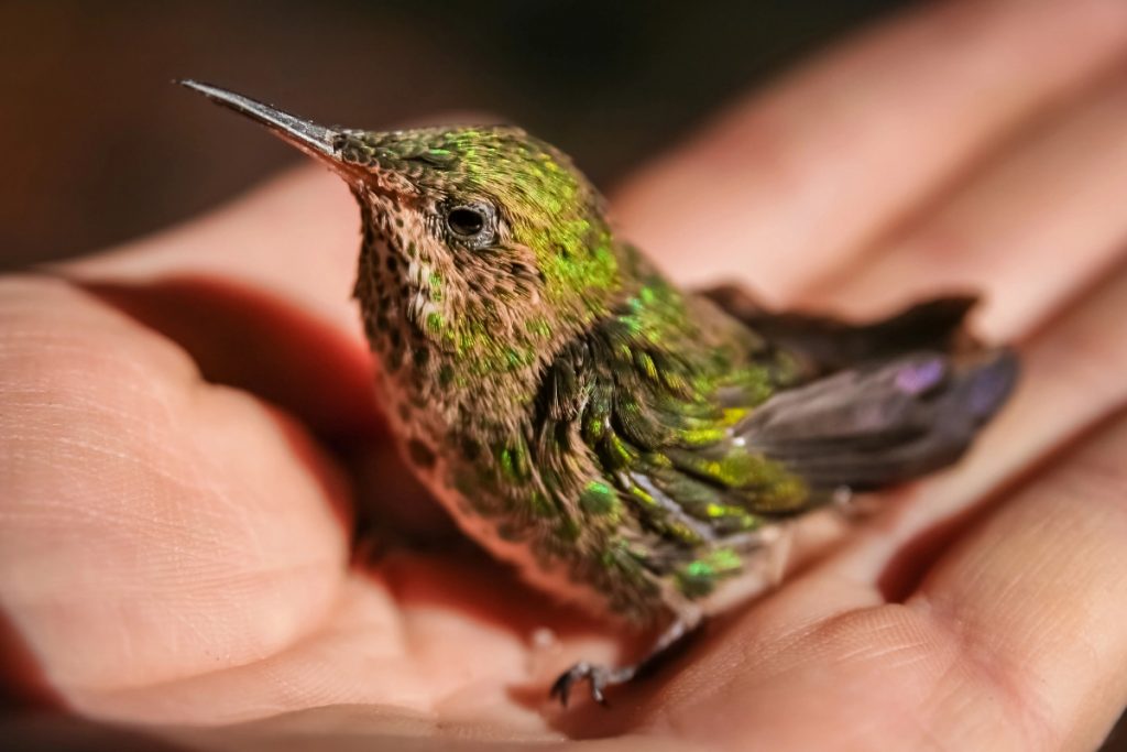 a hummingbird in a hand