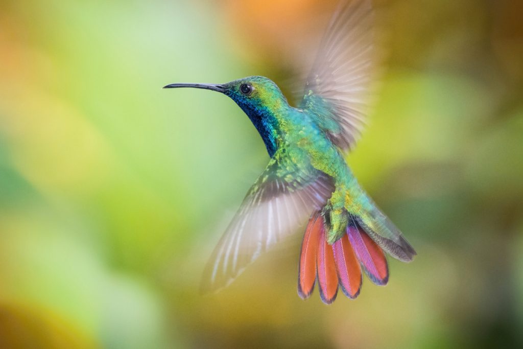 Can I See Hummingbirds In Louisiana During Winter-