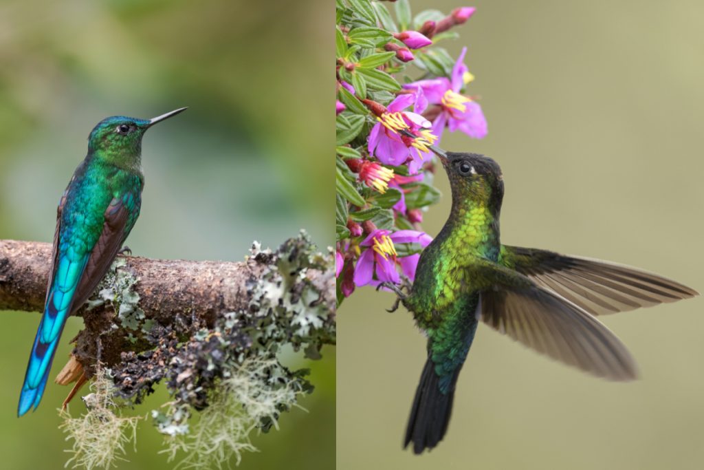 Do Hummingbirds Arrive In Different Parts Of Indiana At The Same Time