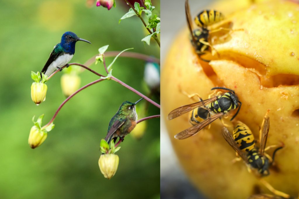 Do Hummingbirds Eat Wasps -