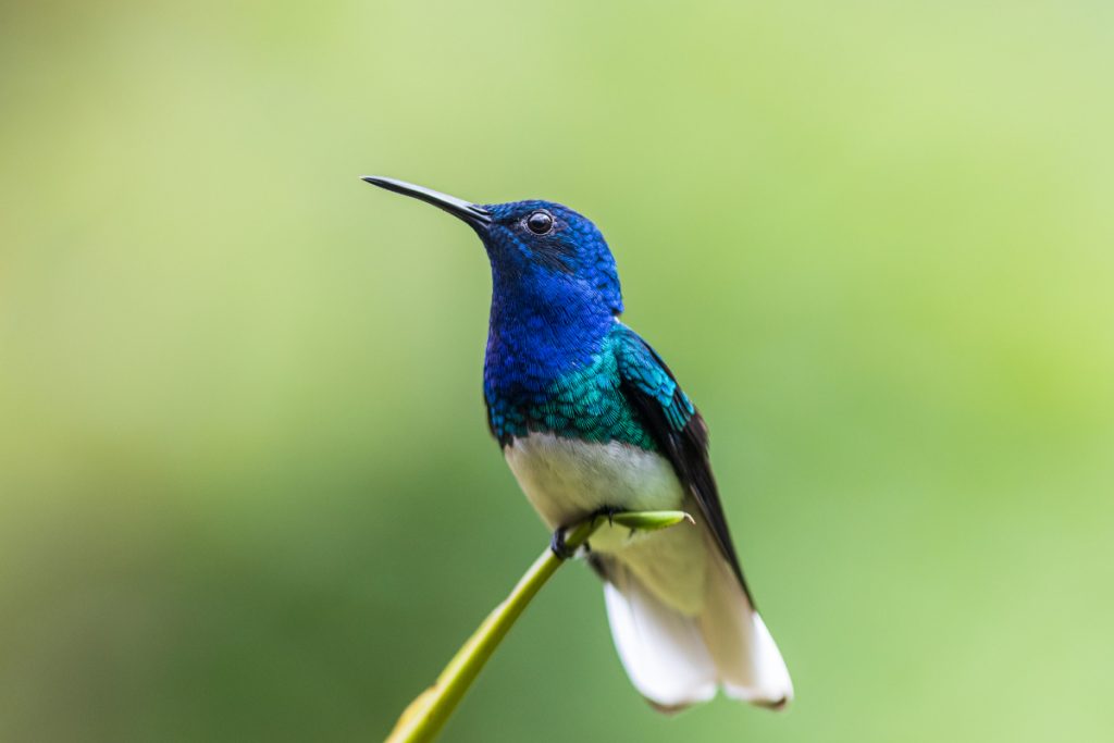 FAQs About When Hummingbirds Leave Indiana