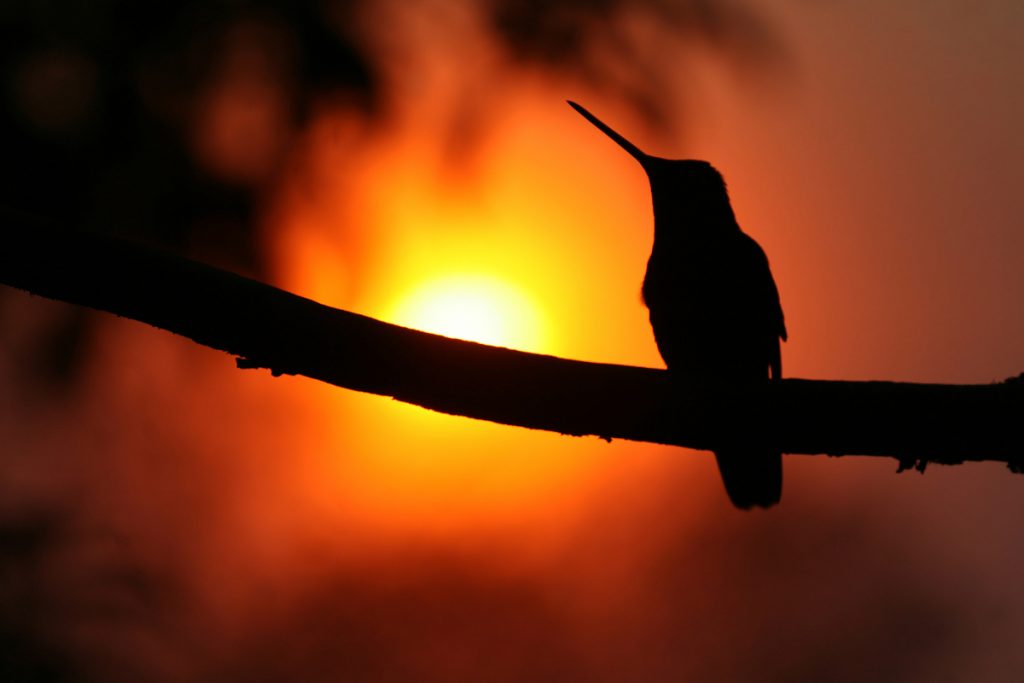 FAQs - Where does the hummingbird sleep during a rainy night
