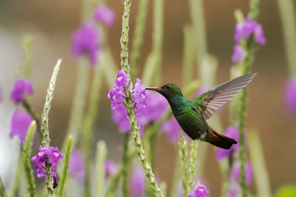Fascinating Hummingbird Facts