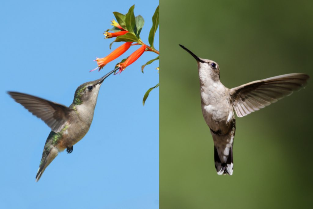 Frequently Found Hummingbirds Species In Texas