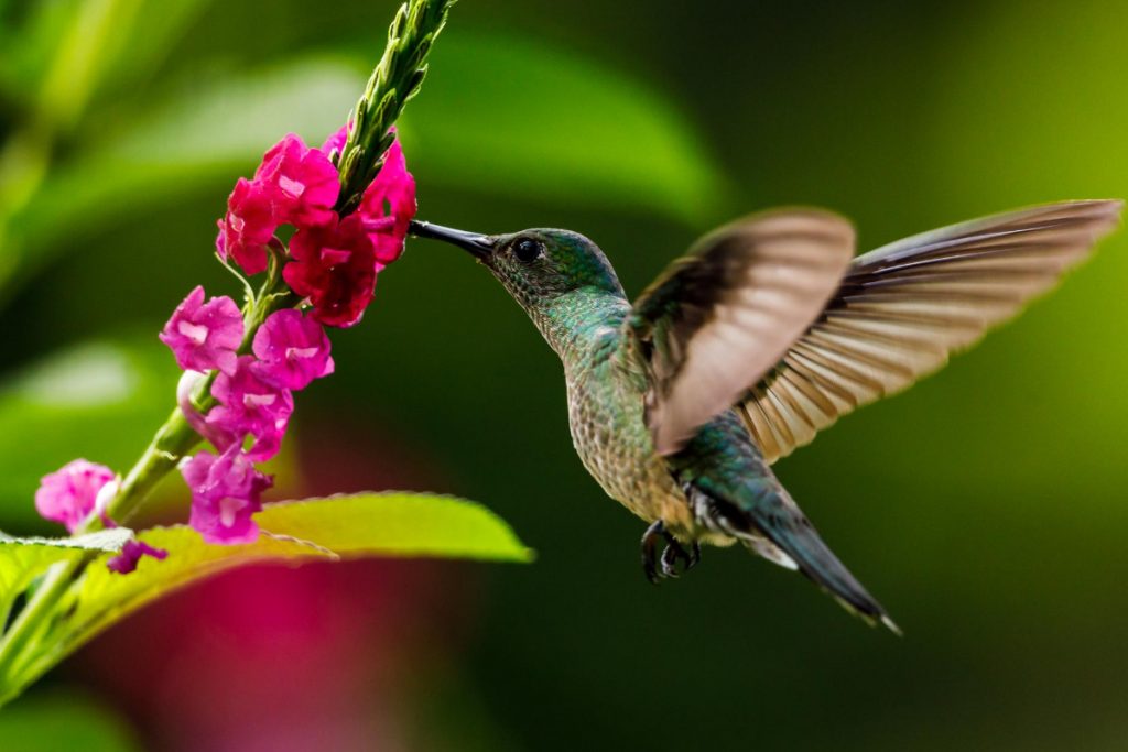 Giving Hummingbirds a Proper Send-Off