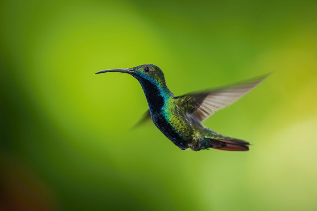 How Can You Attract Hummingbirds in Louisiana
