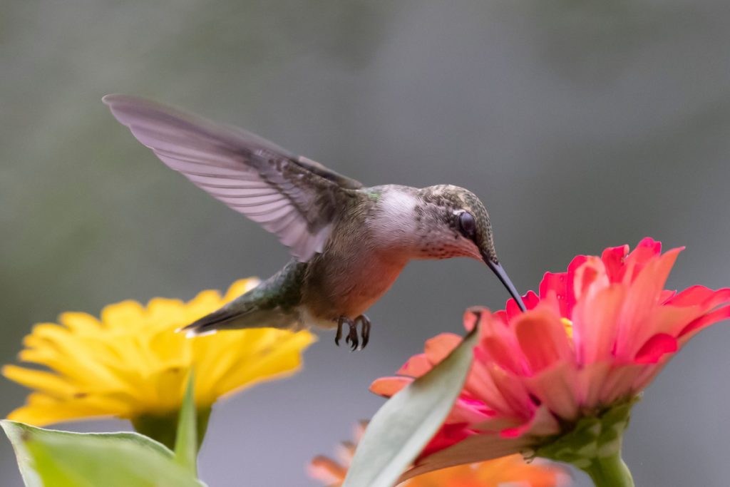 How Can You Attract Hummingbirds in South Carolina