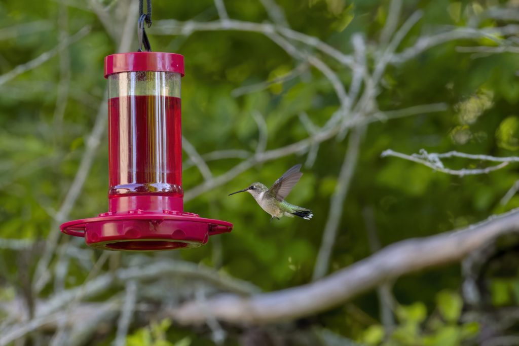 How Can You Keep Your Feeders Fresh For Hummingbirds In Louisiana