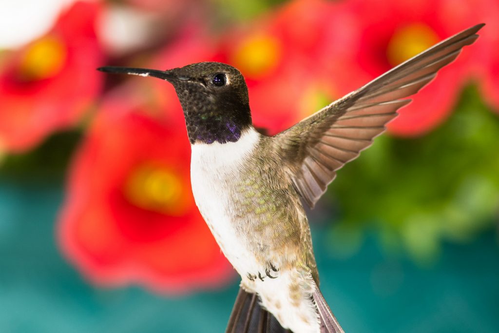 How Can You Prepare For The Arrival Of Hummingbirds