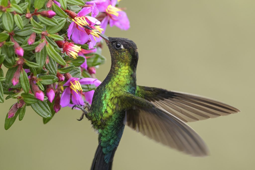How Can You Prepare For The Arrival Of Hummingbirds in Virginia